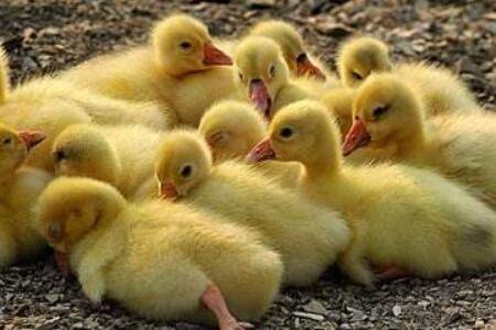 鹅啄破壳后多久出来_养鹅