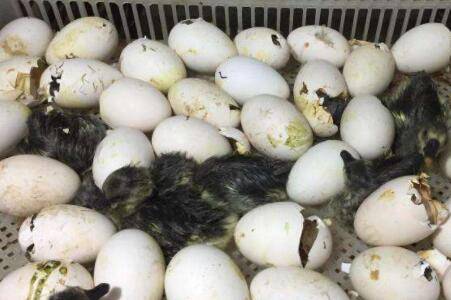 �����ƿǺ��ܴӷ������ó�����_����