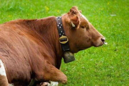 牛不倒嚼怎么办?_养牛