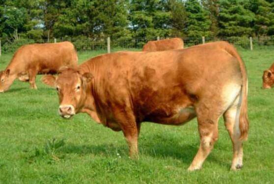 牛倒嚼的基本条件,牛正常倒嚼的次数_养牛