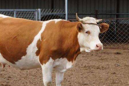 治牛拉稀有什么土方法_养牛