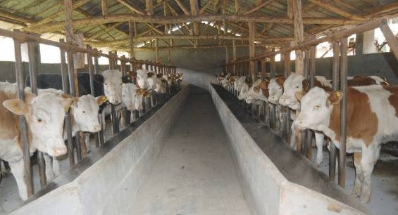 肉牛吃巨菌草会不会长得快_养殖问答