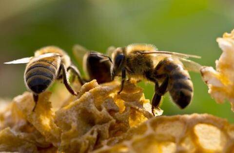 杀针蜂的特效农药有哪些_养殖问答