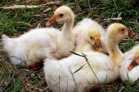 小鹅脖子毛脱落什么原因_养鹅