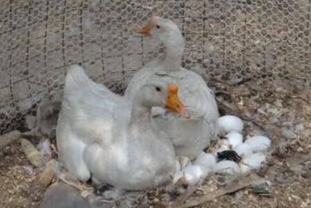 鹅抱窝一般多少天_养鹅