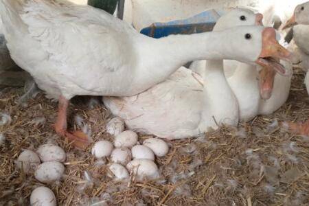 鹅抱窝多久重新下蛋?_养鹅