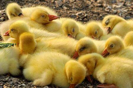 刚出生一个月的鹅喂什么饲料_养鹅