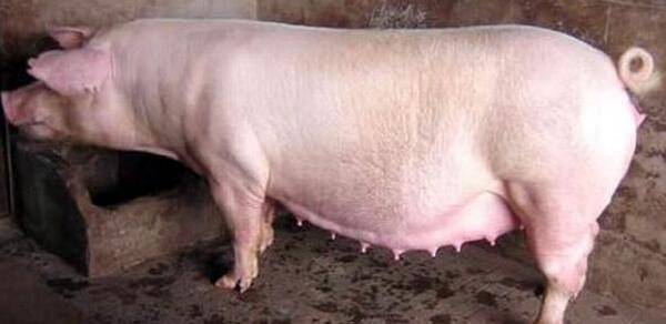 三元母猪可以留种吗?_养殖问答