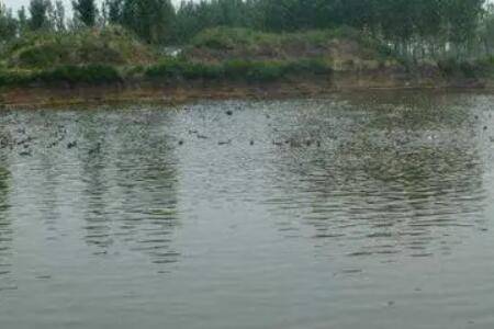 鱼塘氨氮的正常标准是多少_养鱼