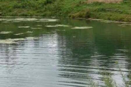 鱼塘水发黄是什么原因,让鱼塘水变清的措施有哪些_养鱼