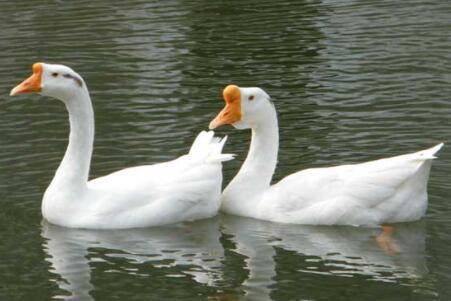 鹅怎么分辨公母_养鹅