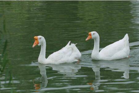 鹅拔毛后多久产蛋,鹅产蛋的注意事项有哪些_养鹅