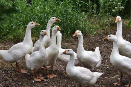 鹅身上小绒毛怎么拔掉,鹅毛的用途有哪些_养鹅