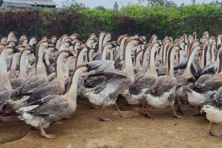 狮头鹅小苗怎么分辨公母_养鹅