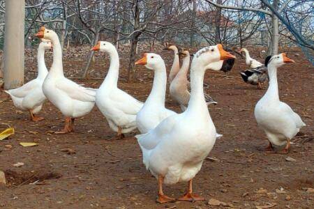 鹅不同周龄的饲料配方表_养鹅