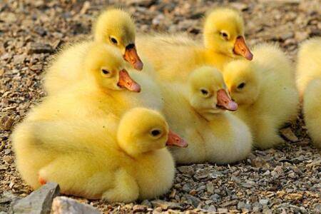 鹅不同周龄的饲料配方表_养鹅