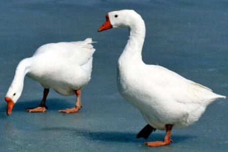 养一只鹅的成本是多少_养鹅