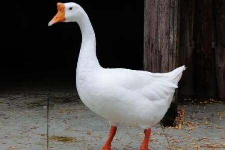 养一只鹅的利润有多少_养鹅