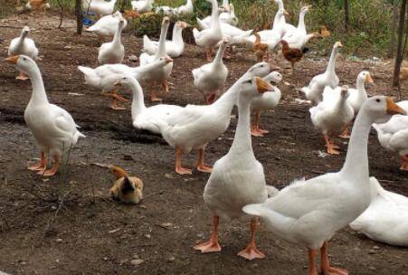 鹅一次可以抱几个蛋_养鹅