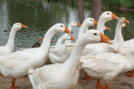 鹅抱窝一般多少天_养鹅