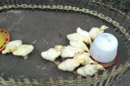 小鹅喝蒜水有什么作用_养鹅