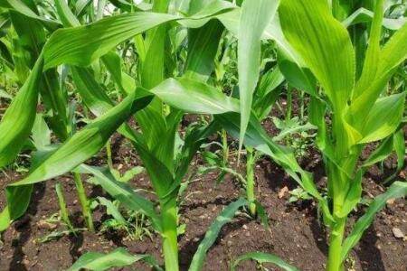 玉米幼苗能不能打芸苔素?_种植问答