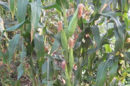 玉米控释肥怎么用?_种植问答