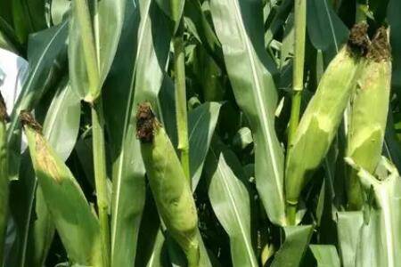 玉米控释肥怎么用?_种植问答