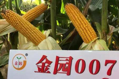 玉米控释肥怎么用?_种植问答