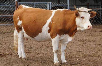 怎么防止母牛难产_养牛