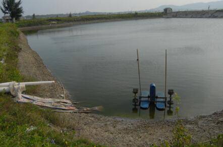 虾塘有虾能不能用石灰?_养虾