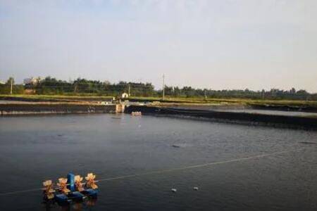 养虾能不能放盐?_养虾