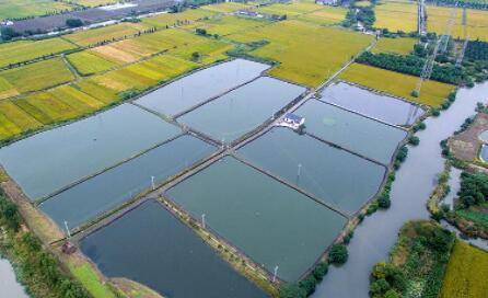 养虾亚硝酸盐高怎么处理_养虾