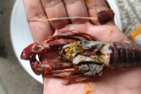 虾瘟病的预防方法,虾瘟病的治疗方法_养虾