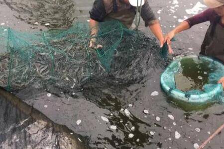 养虾ph值对虾有什么影响_养虾