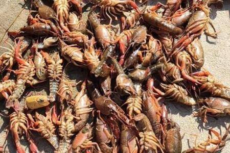 虾瘟病的预防方法,虾瘟病的治疗方法_养虾