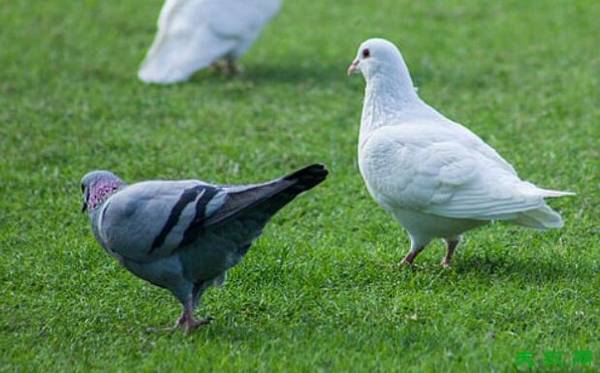 鸽子脖子鼓气是什么病_养鸽