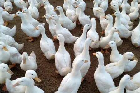 肉鸭不同日龄的吃料计算公式_养鸭