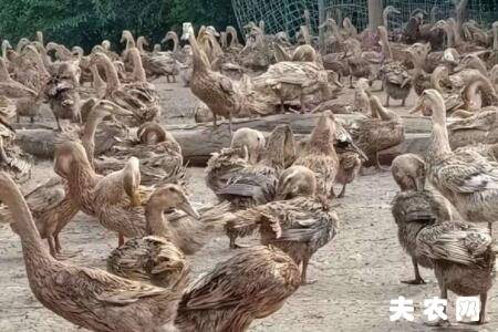 蛋鸭不吃料怎么办?_养鸭