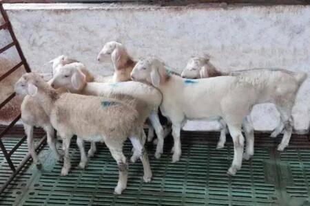 人工喂养小羊时的注意事项_养羊