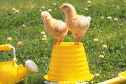 小鸡几天能喝生水_养鸡