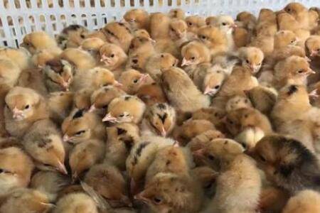 小鸡几天能喝生水_养鸡