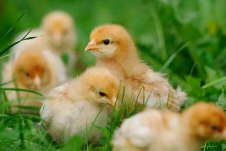 雏鸡开口药需用几天?_养鸡