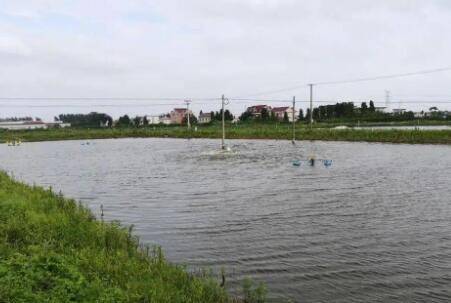 虾塘水浑浊怎么处理_养虾