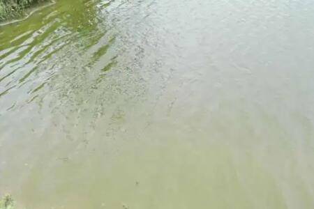 造成虾塘水浑浊的原因有哪些_养虾