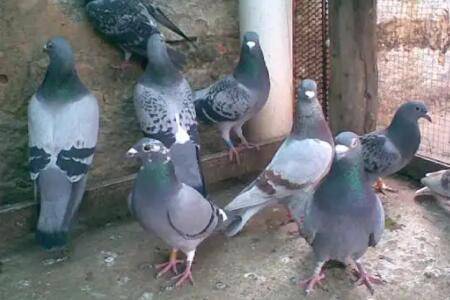 肉鸽饲料简单配方(很实用)_养鸽