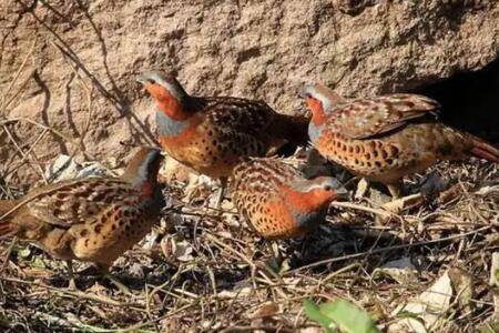 野鸡出壳后几天能飞_养鸡