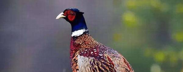 野鸡出壳后几天能飞_养鸡