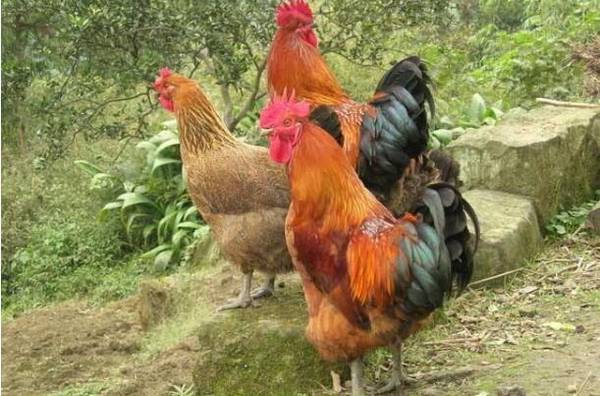 给鸡驱虫的土方法有哪些_养鸡