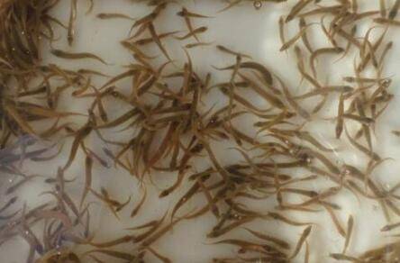 无土泥鳅养殖技术3:泥鳅苗的投放管理技术_养殖问答